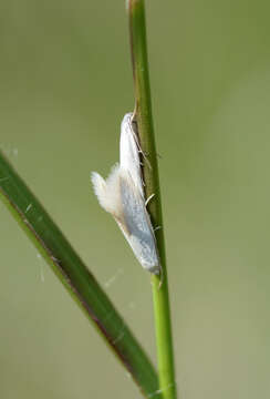 Image of Elachista argentella Clerck