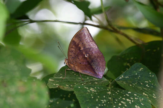 Imagem de Discophora necho Felder 1866