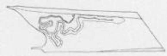 Imagem de Stigmella castaneaefoliella (Chambers 1875) Wilkinson et al. 1979