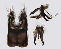 Image of root-maggot flies