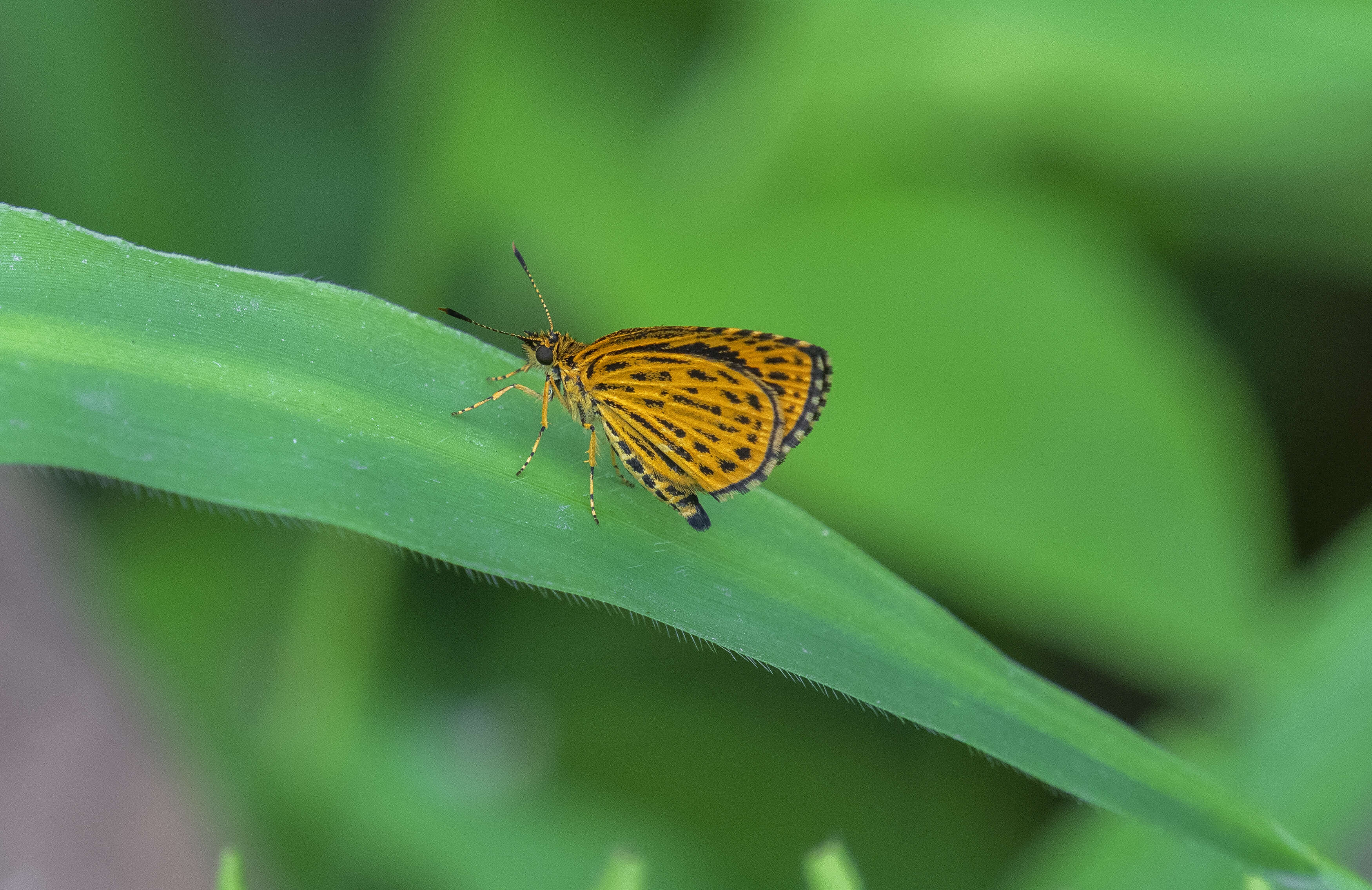 Image of Ampittia subvittatus