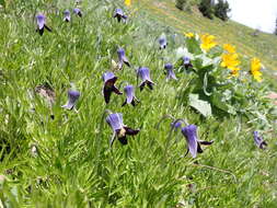 Image of hairy clematis