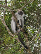 Image of Pale-thighed Langur