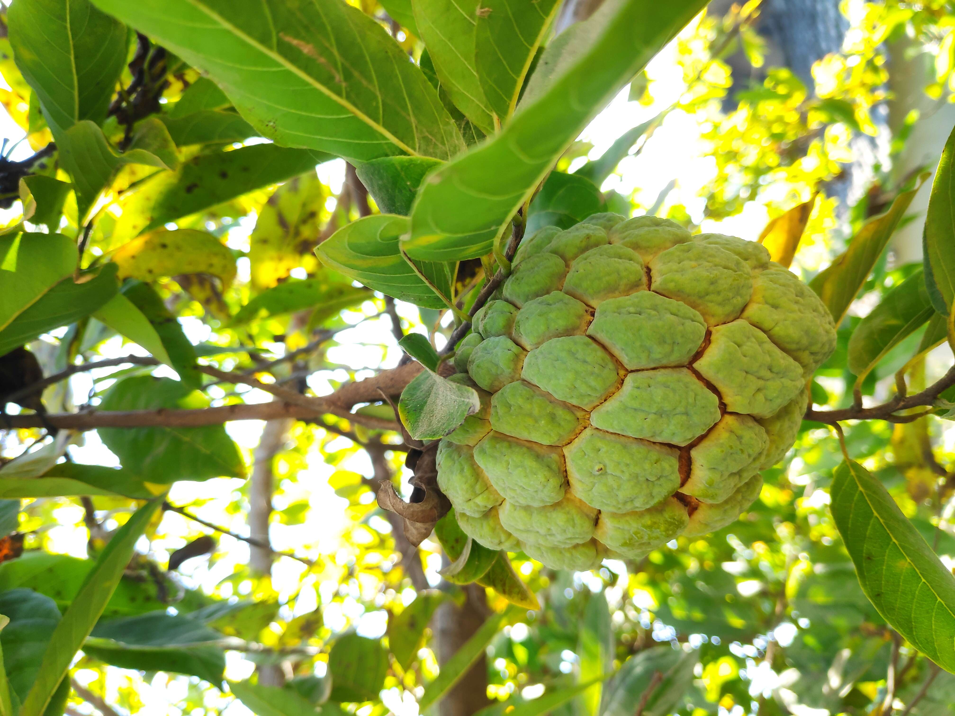 Image of sugar apple