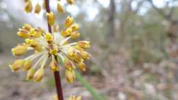 Image of Many flowered mat-rush