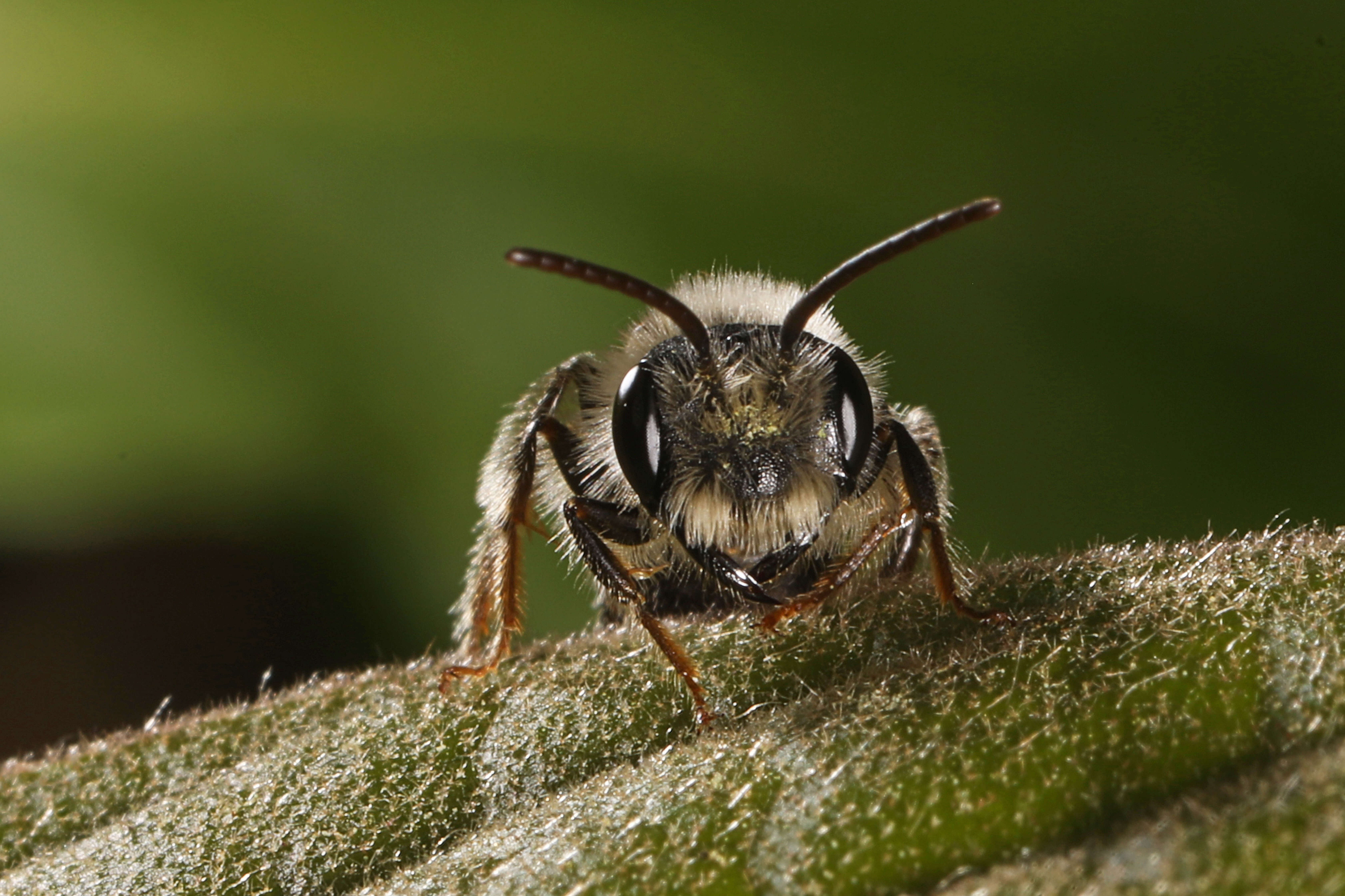 Image of Andrenini