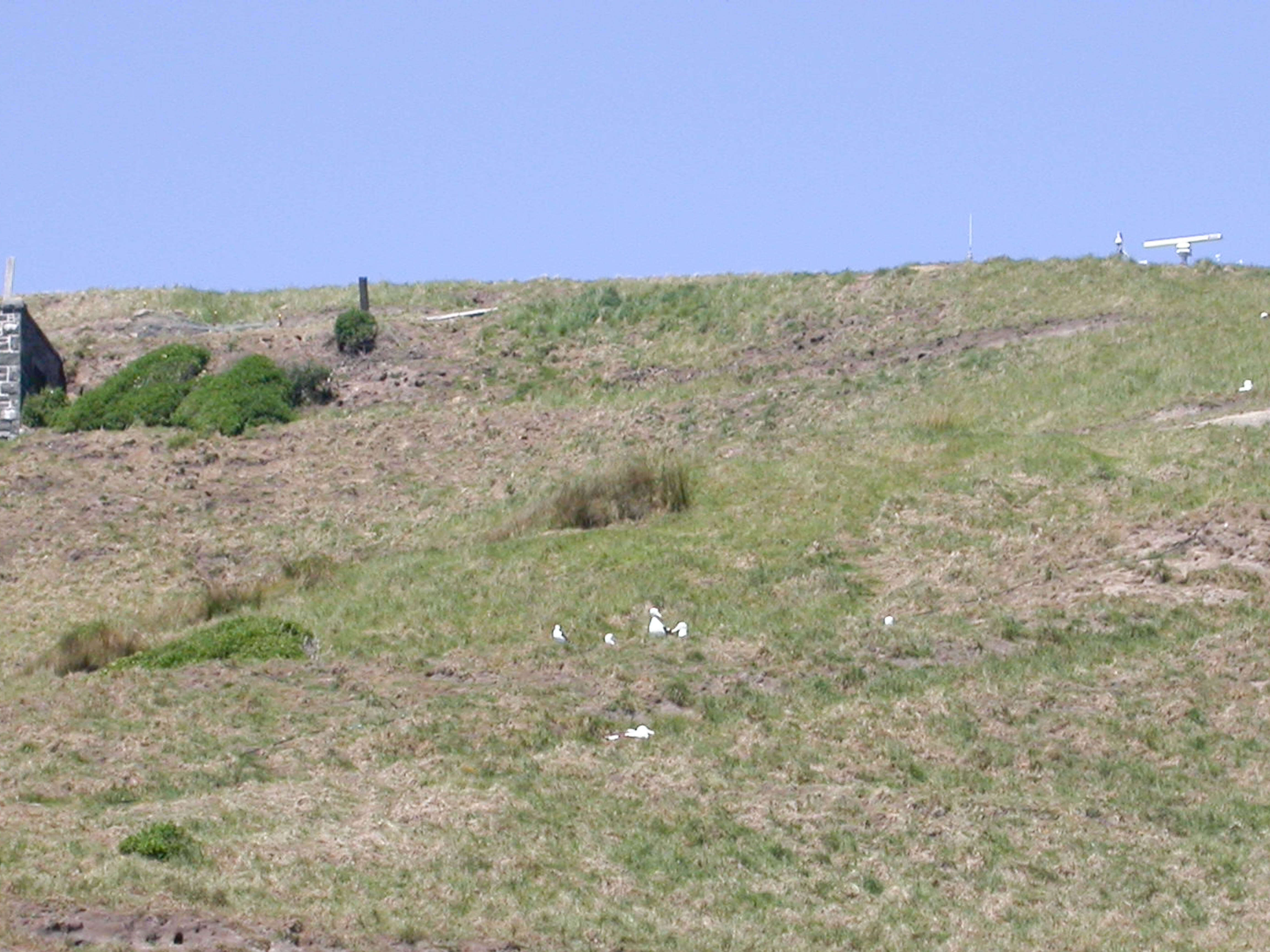 Image of Northern Royal Albatross