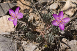 Image of flameflower