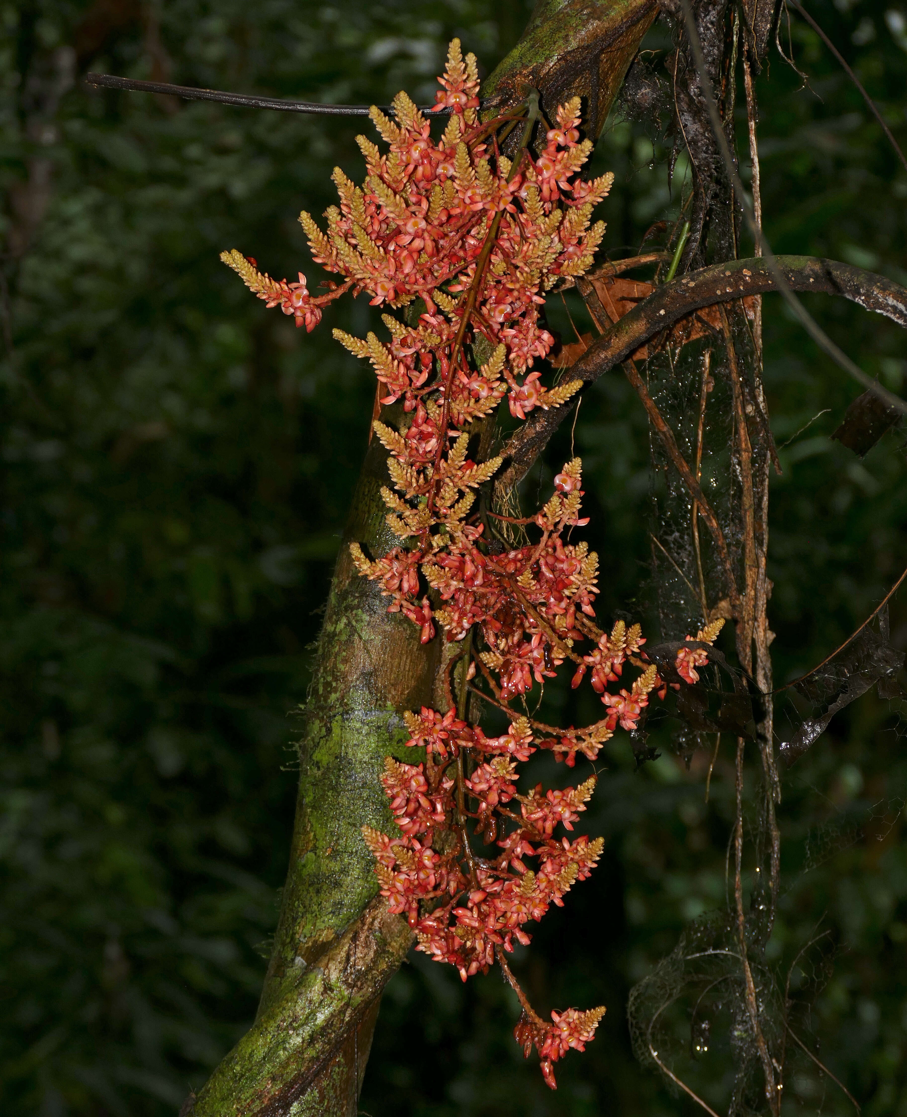 Image of Callerya nieuwenhuisii (J. J. Sm.) Schot