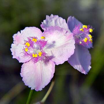 Image of Florida scrub roseling