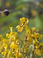 Image of American senna