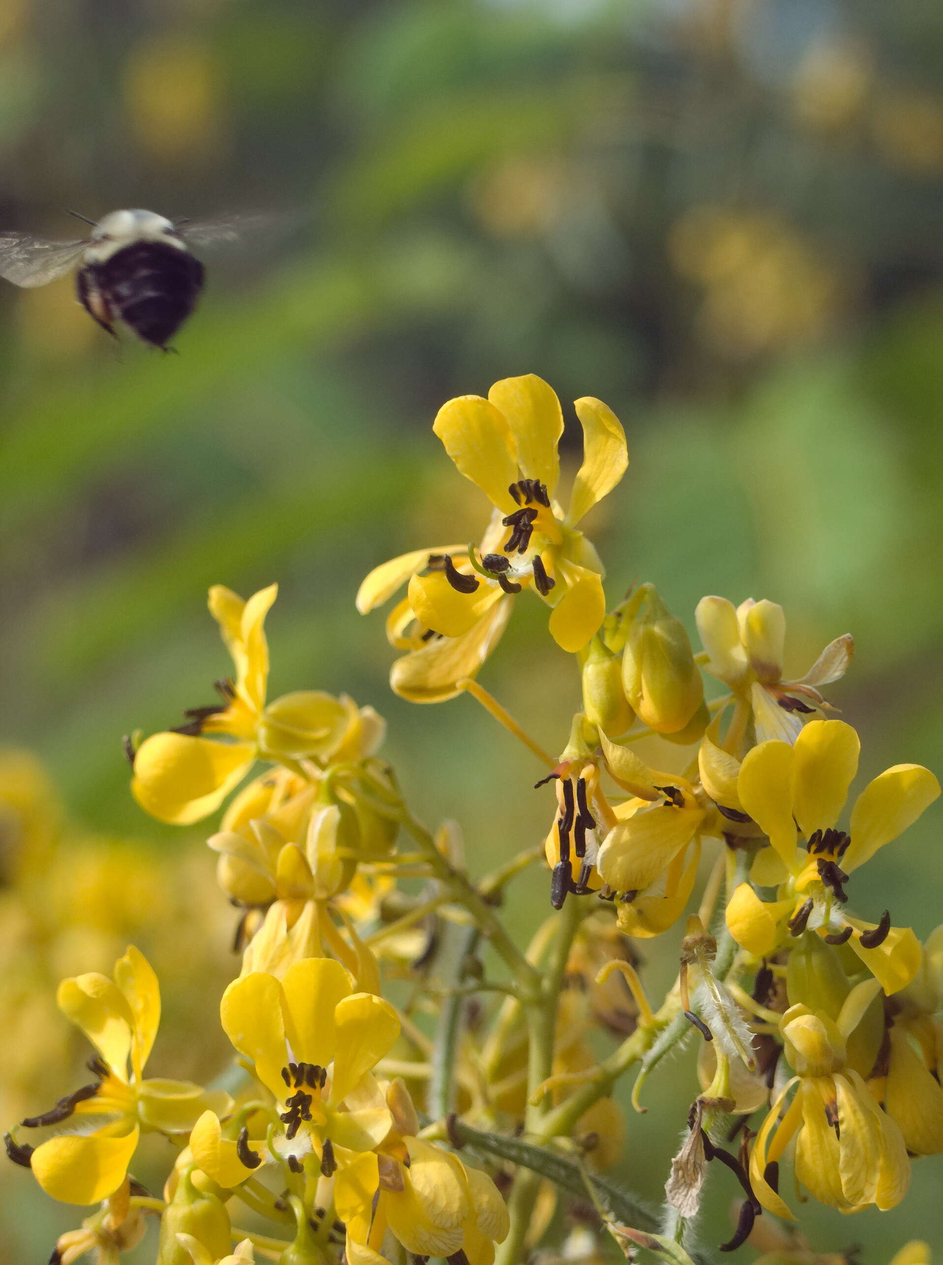 Image of American senna