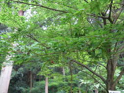 Слика од Carpinus laxiflora (Siebold & Zucc.) Blume