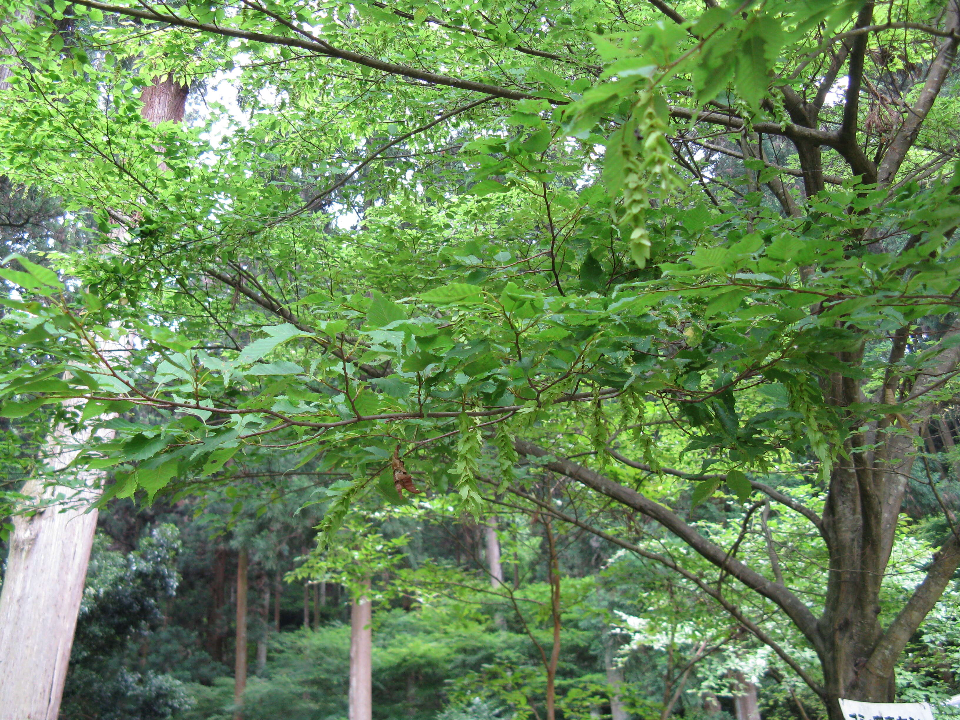 Слика од Carpinus laxiflora (Siebold & Zucc.) Blume