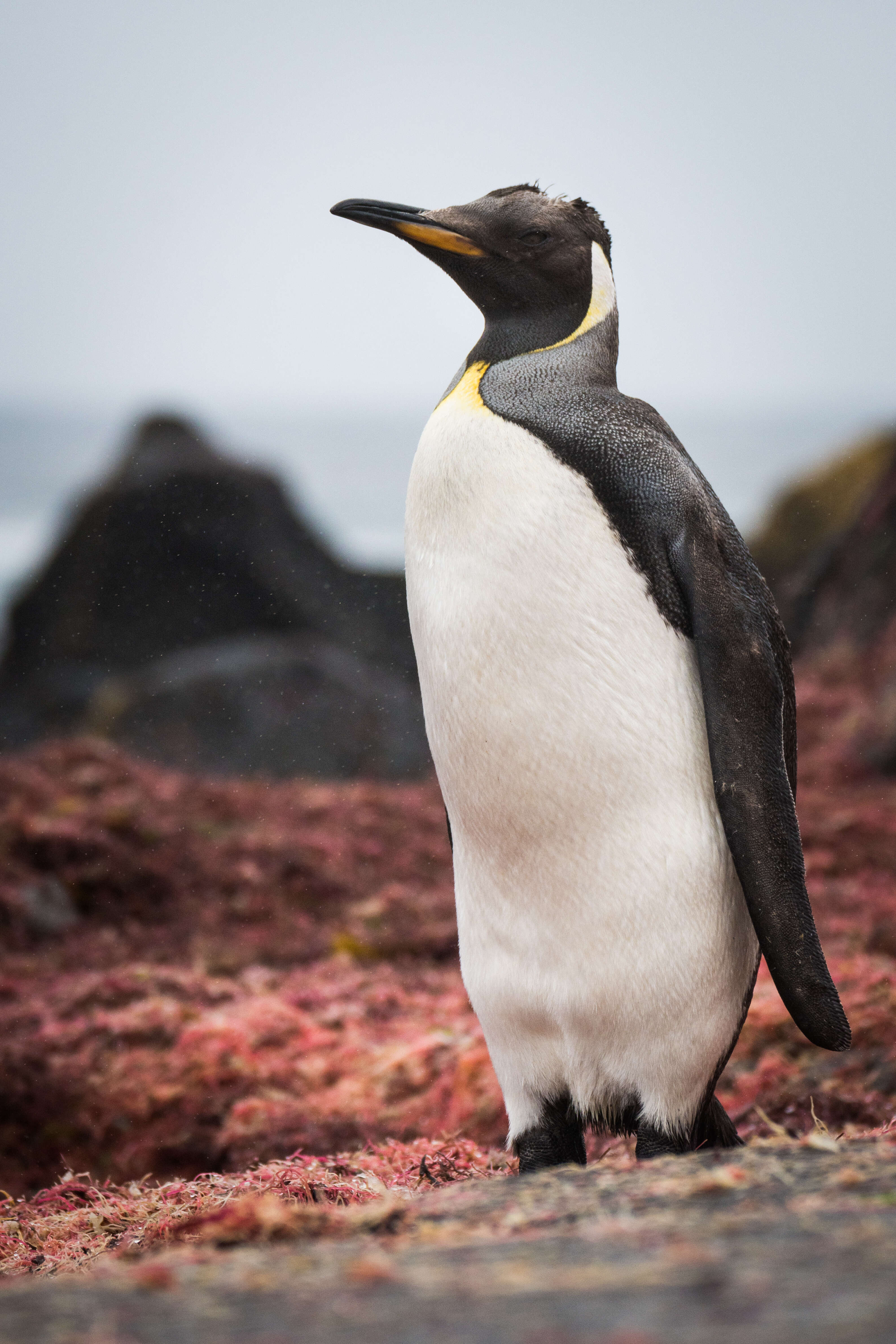 Image of King Penguin