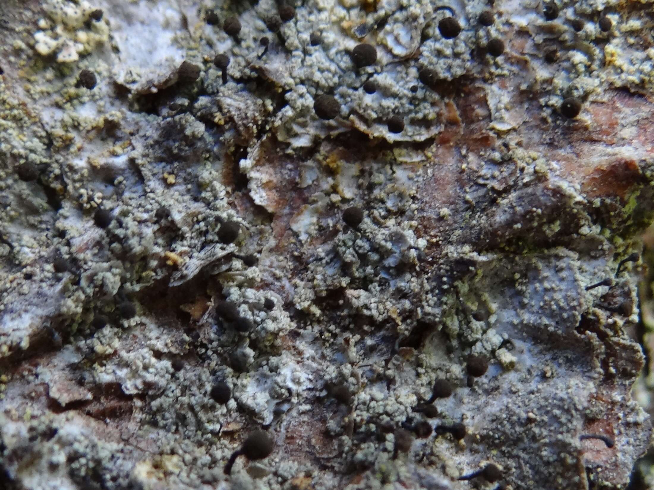 Image of Spike lichen;   Rusted stubble