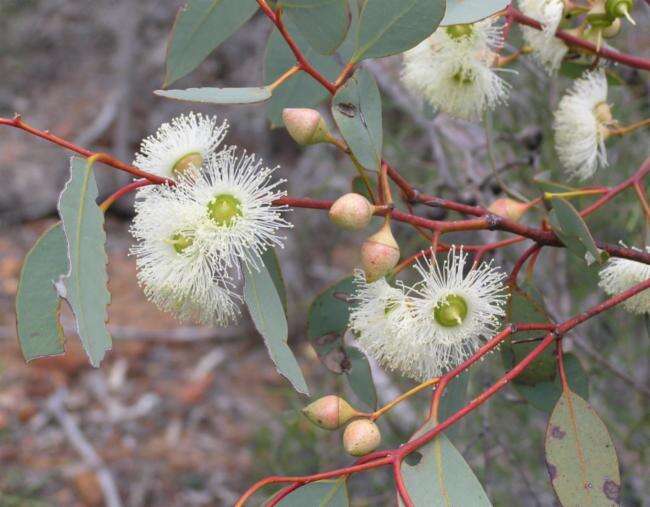 Image of Eucalyptus ewartiana Maiden