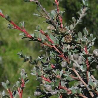 Sivun Leptospermum myrtifolium Sieber ex DC. kuva