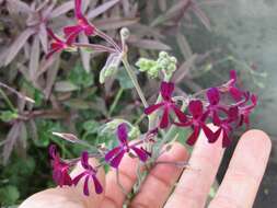 Imagem de Pelargonium