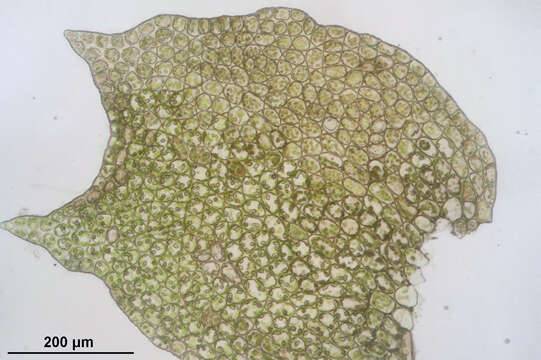 Image of Mesoptychia collaris (Nees) L. Söderstr. & Vána