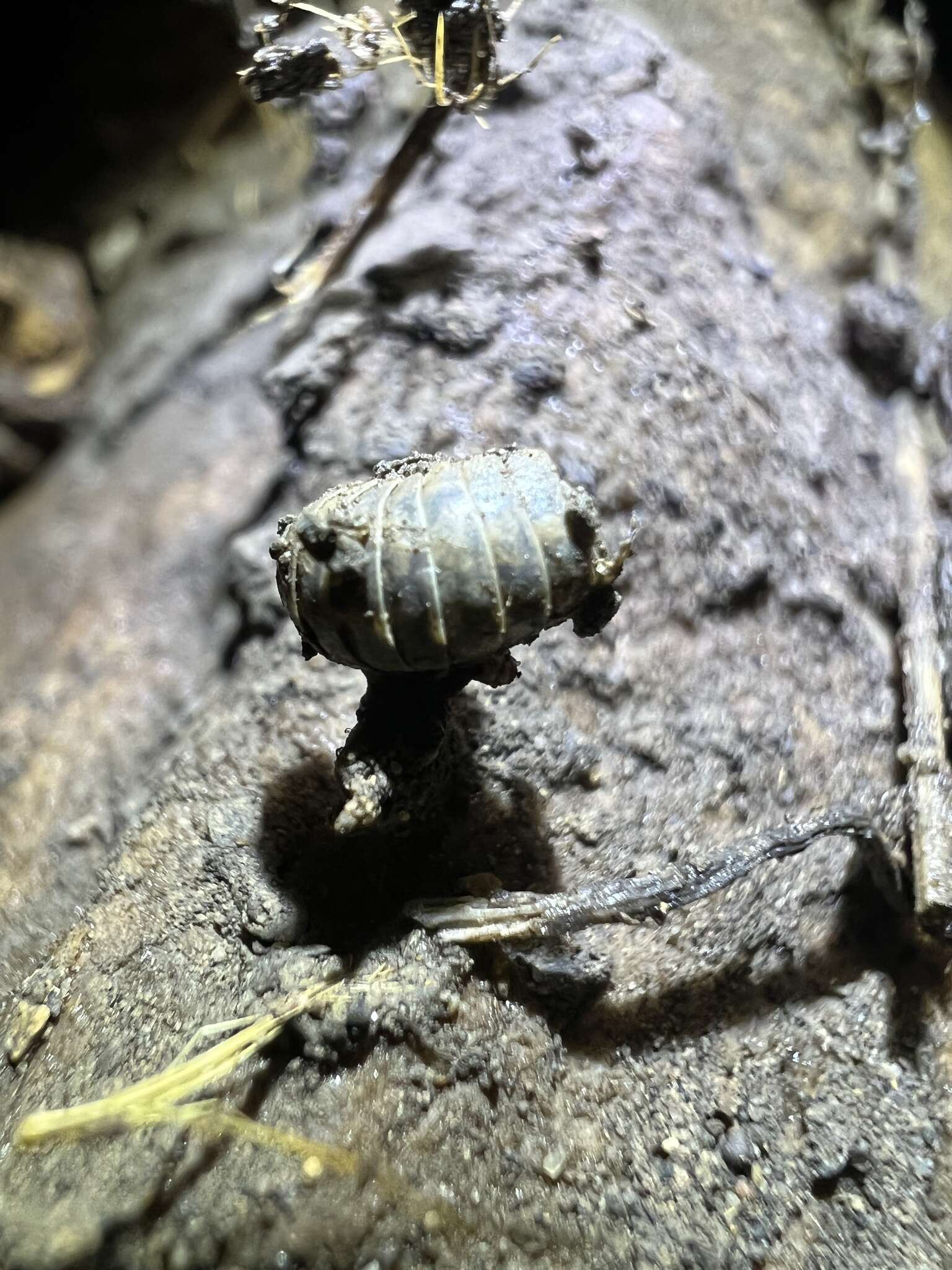 Image of Pill woodlouse