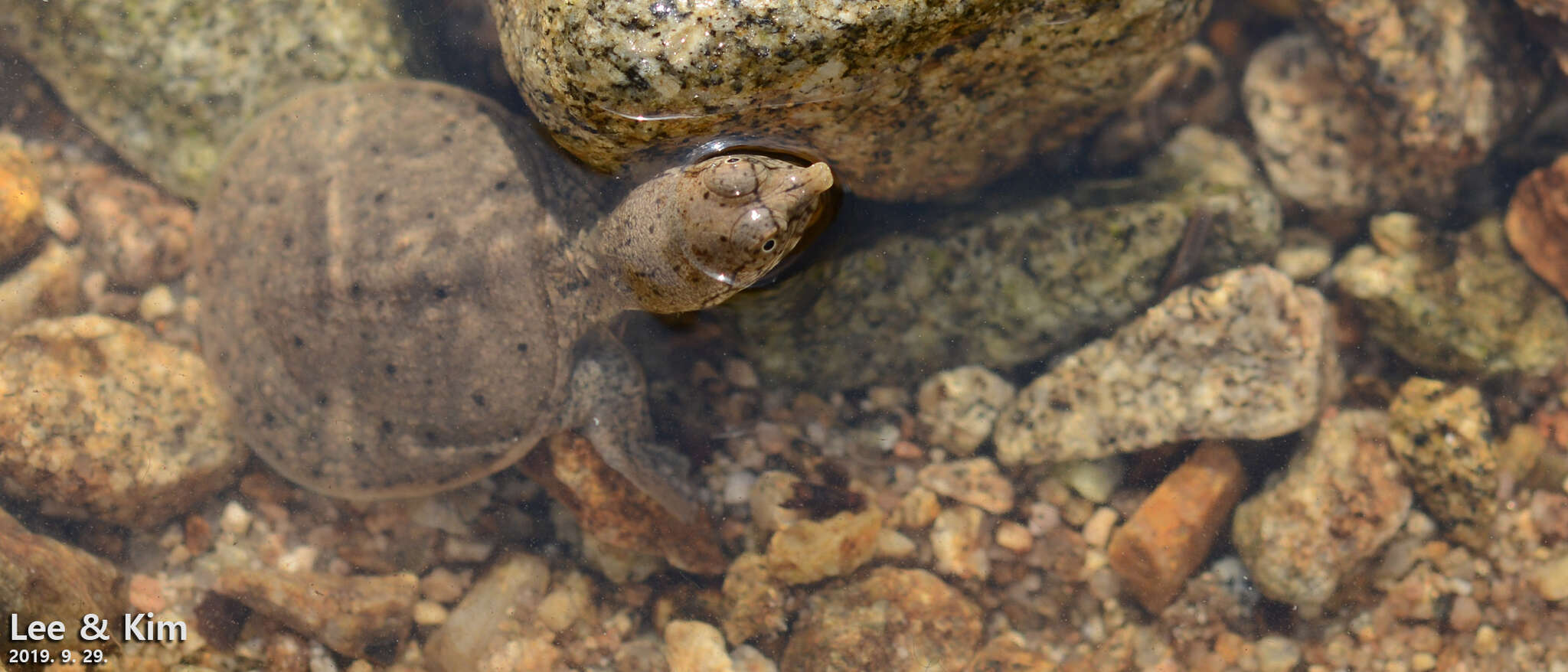 Image of Northern Chinese softshell turtle