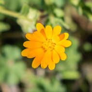 Image of field marigold