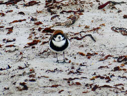 Слика од Charadrius falklandicus Latham 1790