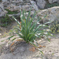 Imagem de Pancratium maritimum L.