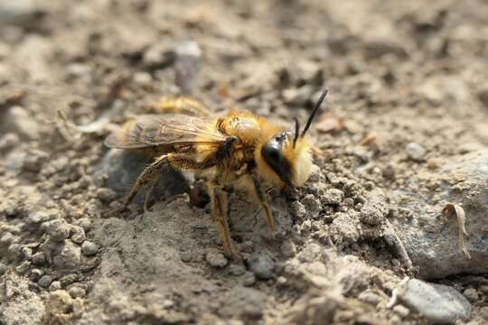 Image of tawny Nesocolletes