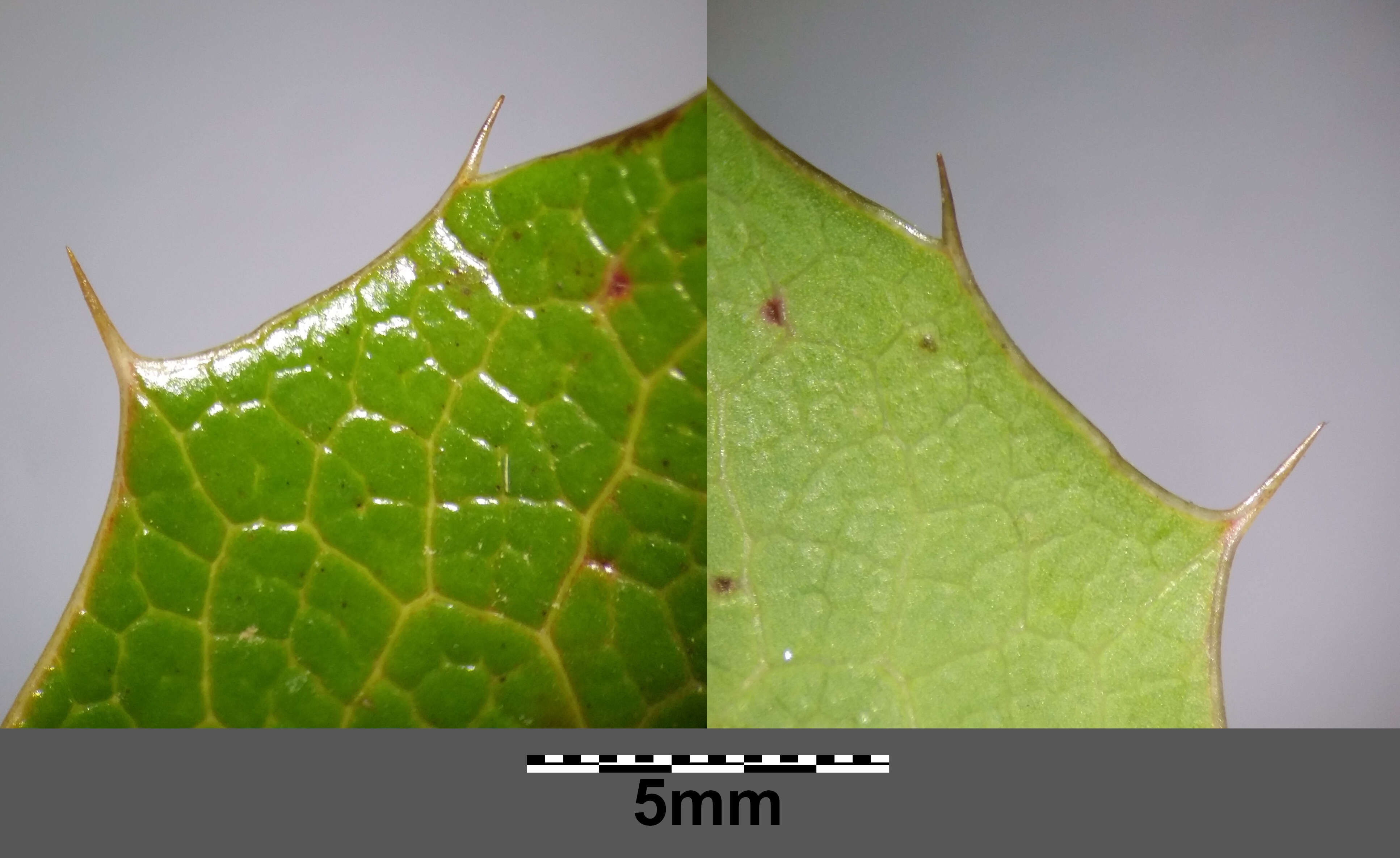 Image of Hollyleaved barberry