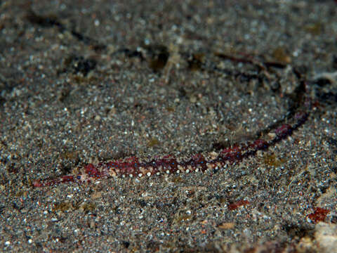 Image of Starry pipefish