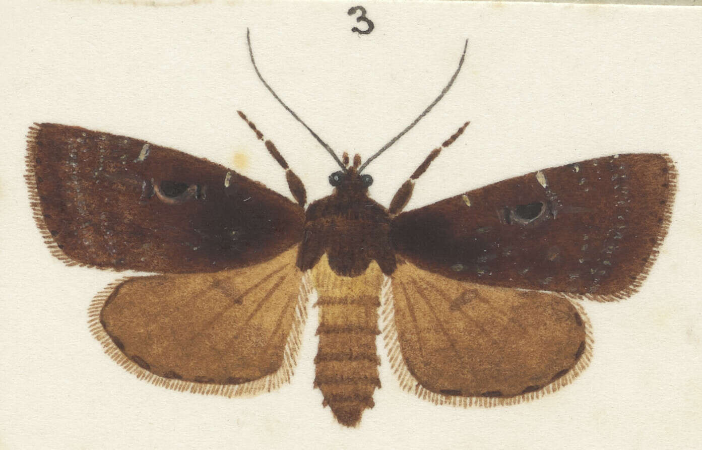 Image of Austramathes purpurea Butler 1879