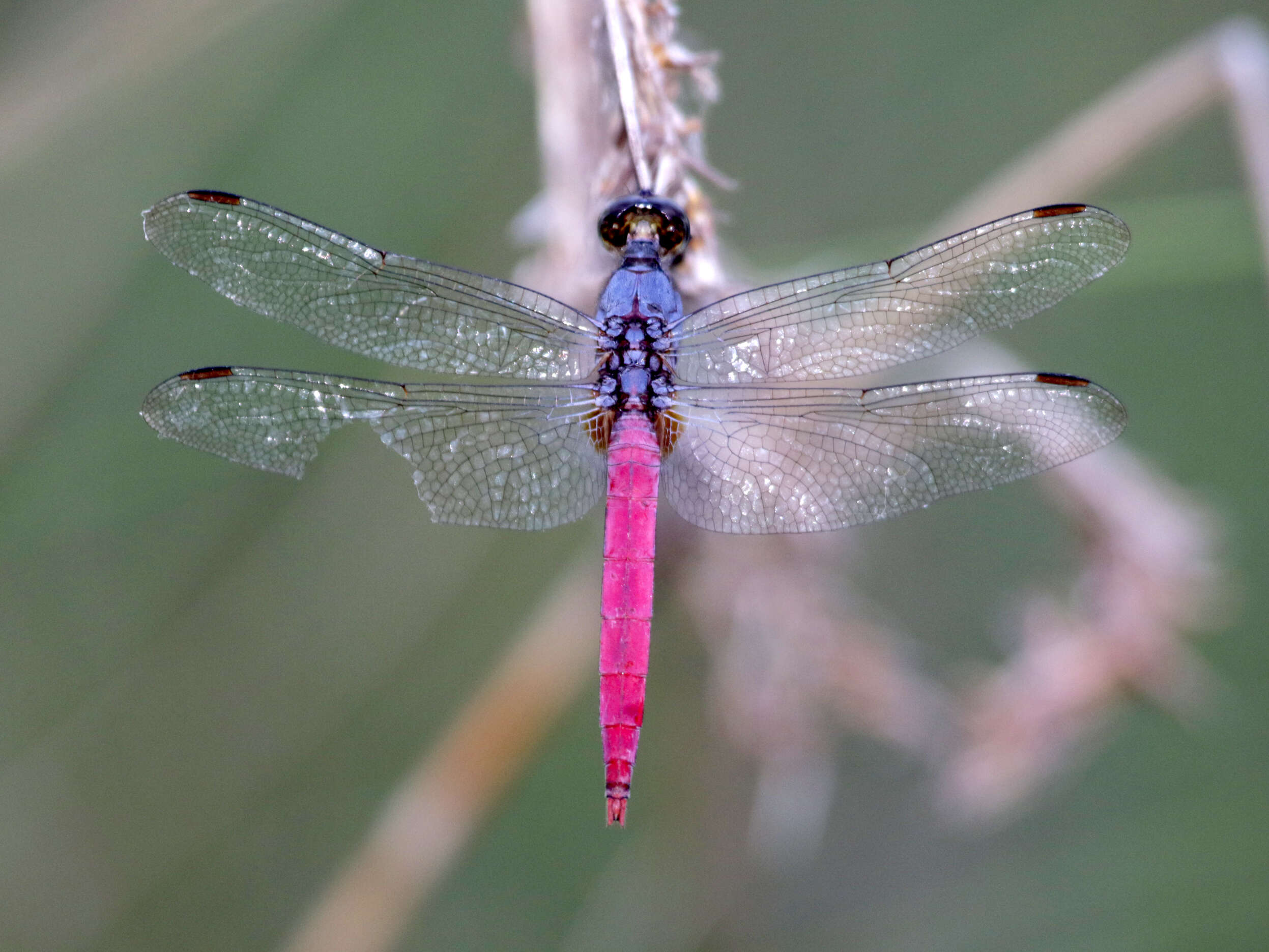 Image of Rosy Skimmer