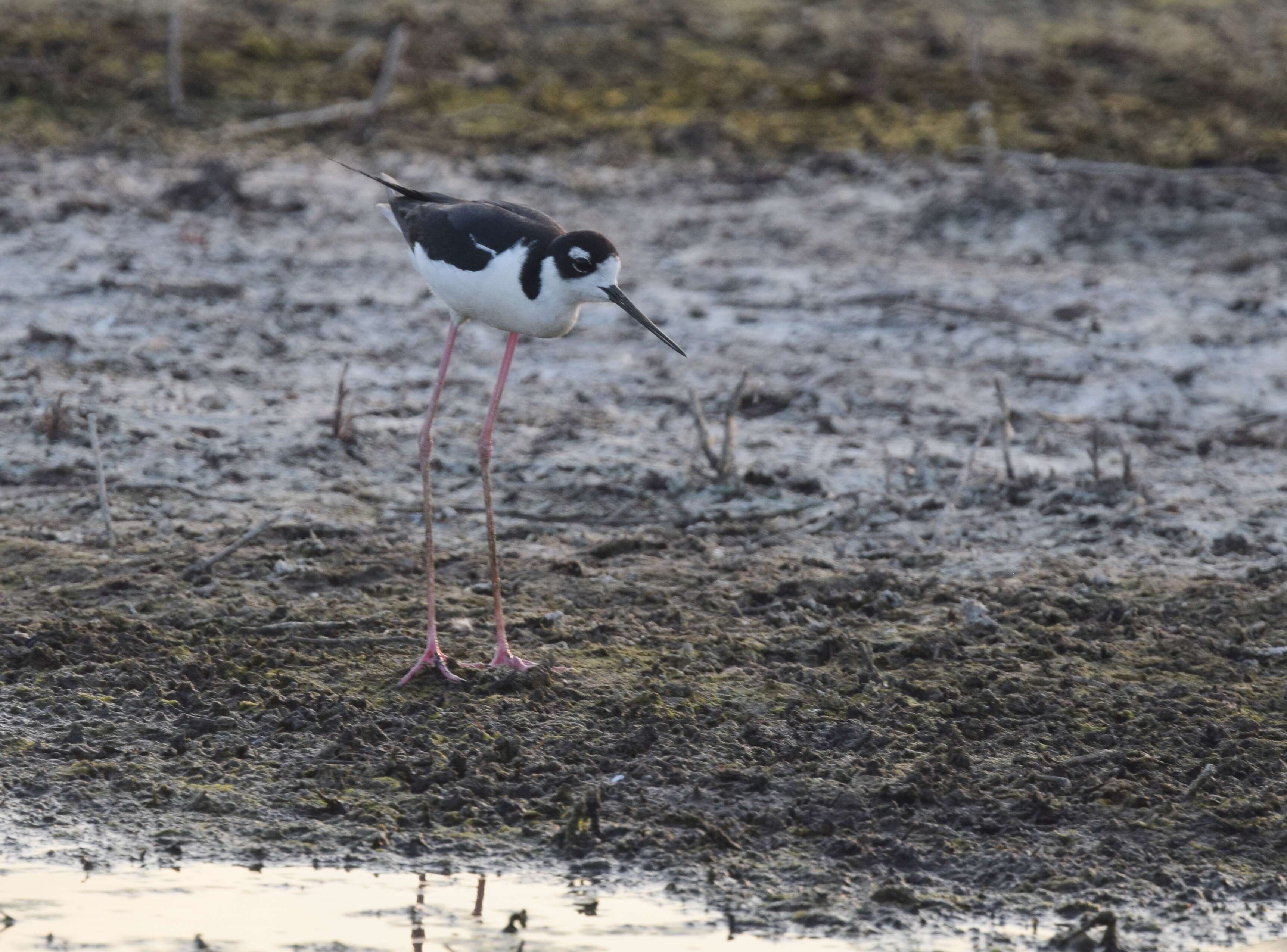 Image of Himantopus Brisson 1760