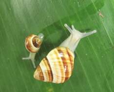 صورة Achatinella fuscobasis