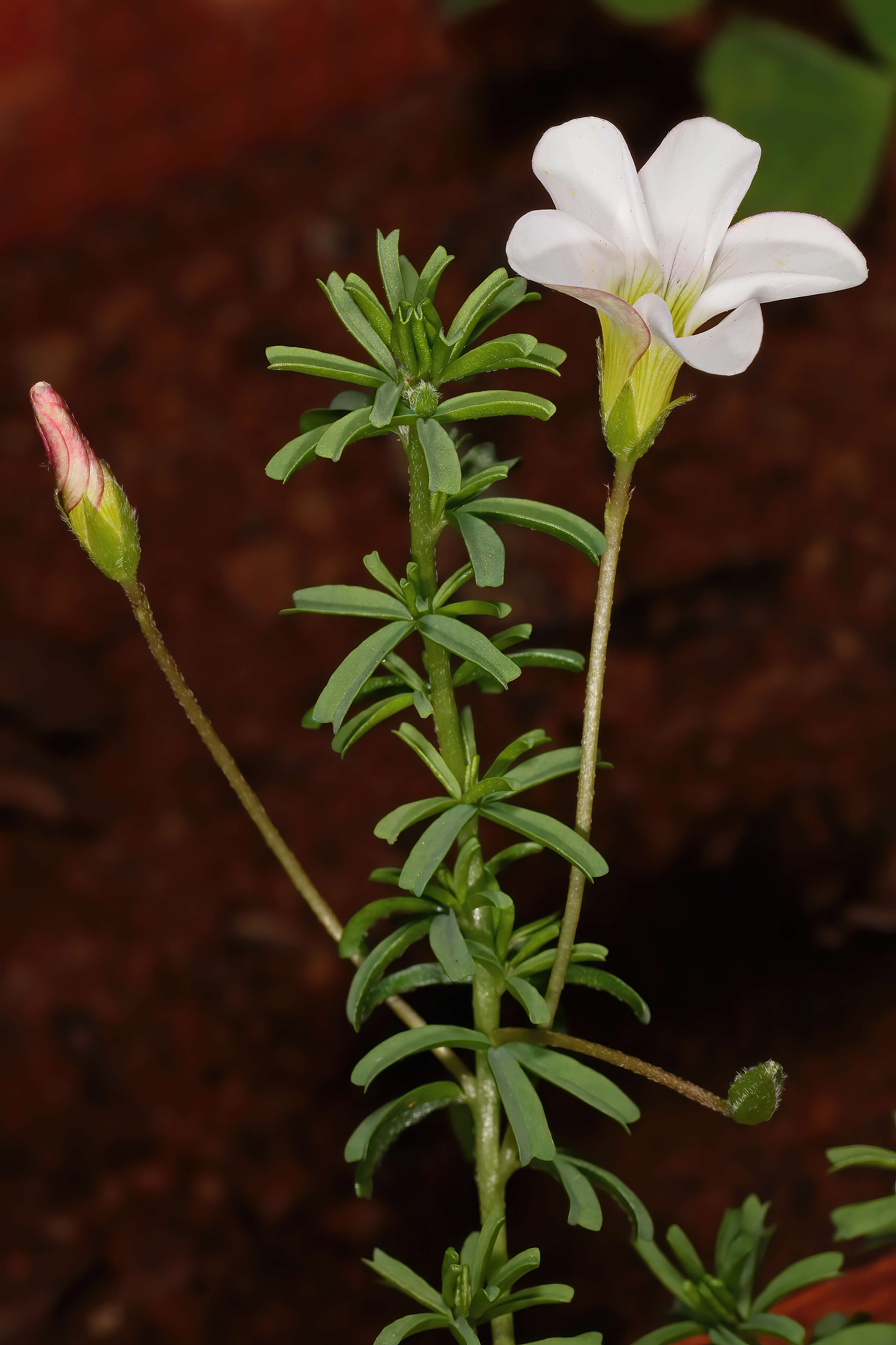 Image de Oxalis tenuifolia Jacq.