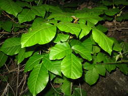 Image of Toxicodendron orientale Greene