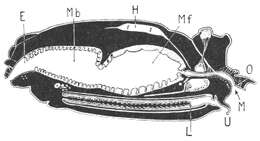 Image of Opilio parietinus (De Geer 1778)