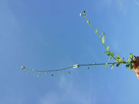 Image of Tufted Forget-Me-Not