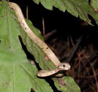 Image of Blunt-head Slug Snake