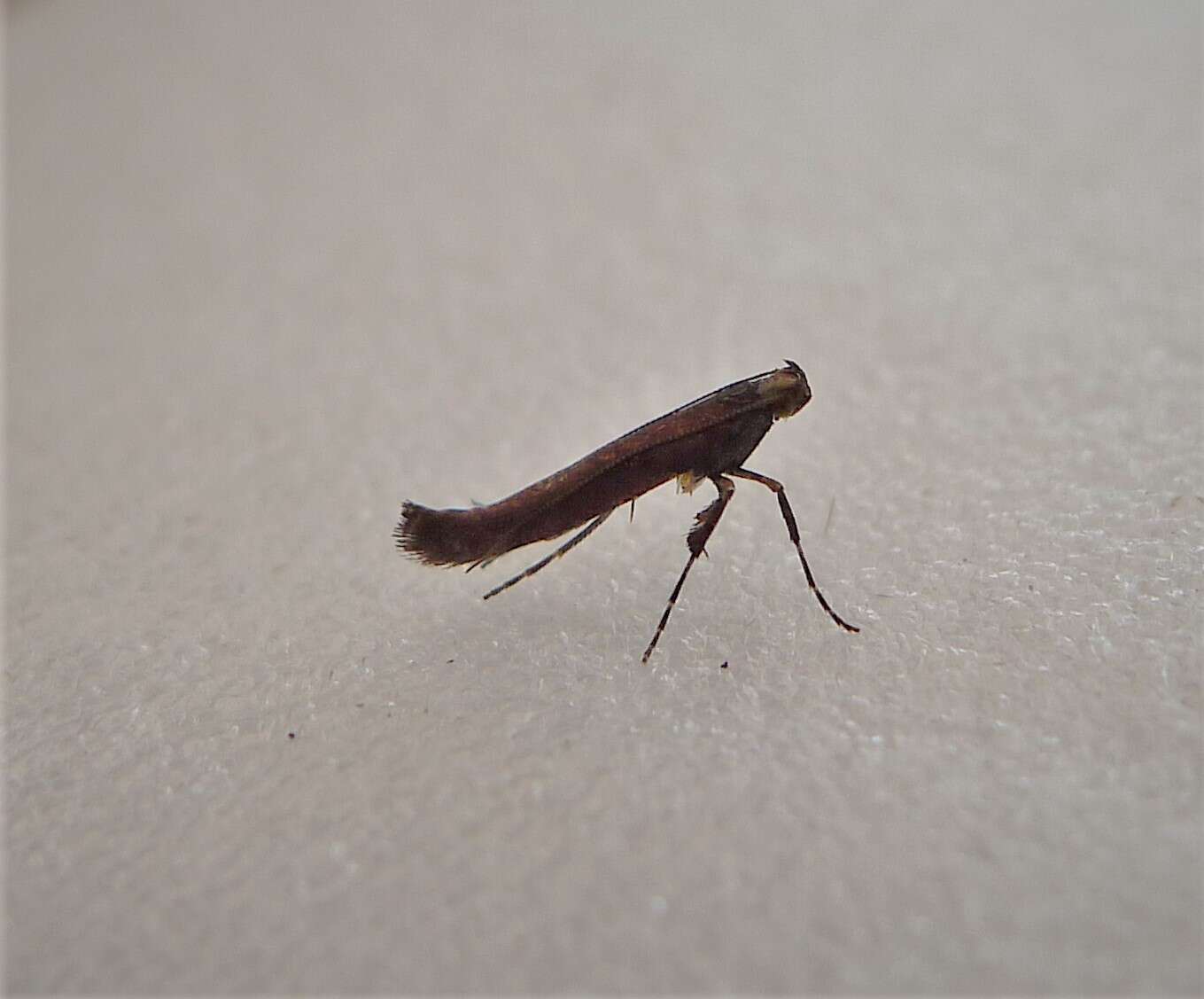 Image of Caloptilia semifascia (Haworth 1828)