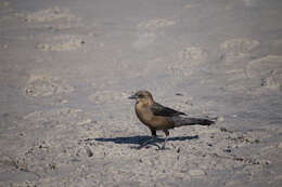 Image of Boat-tailed Grackle