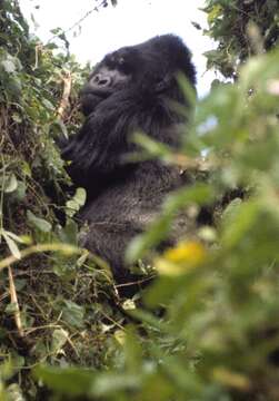 Image of Mountain Gorilla