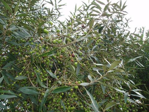 Image of African olive