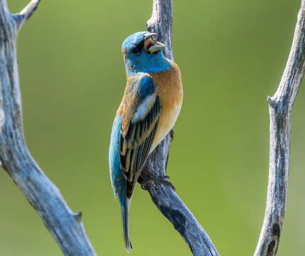 Image of Lazuli Bunting