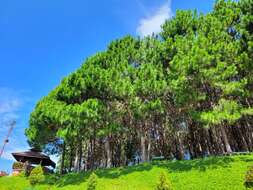 Image of Benguet Pine