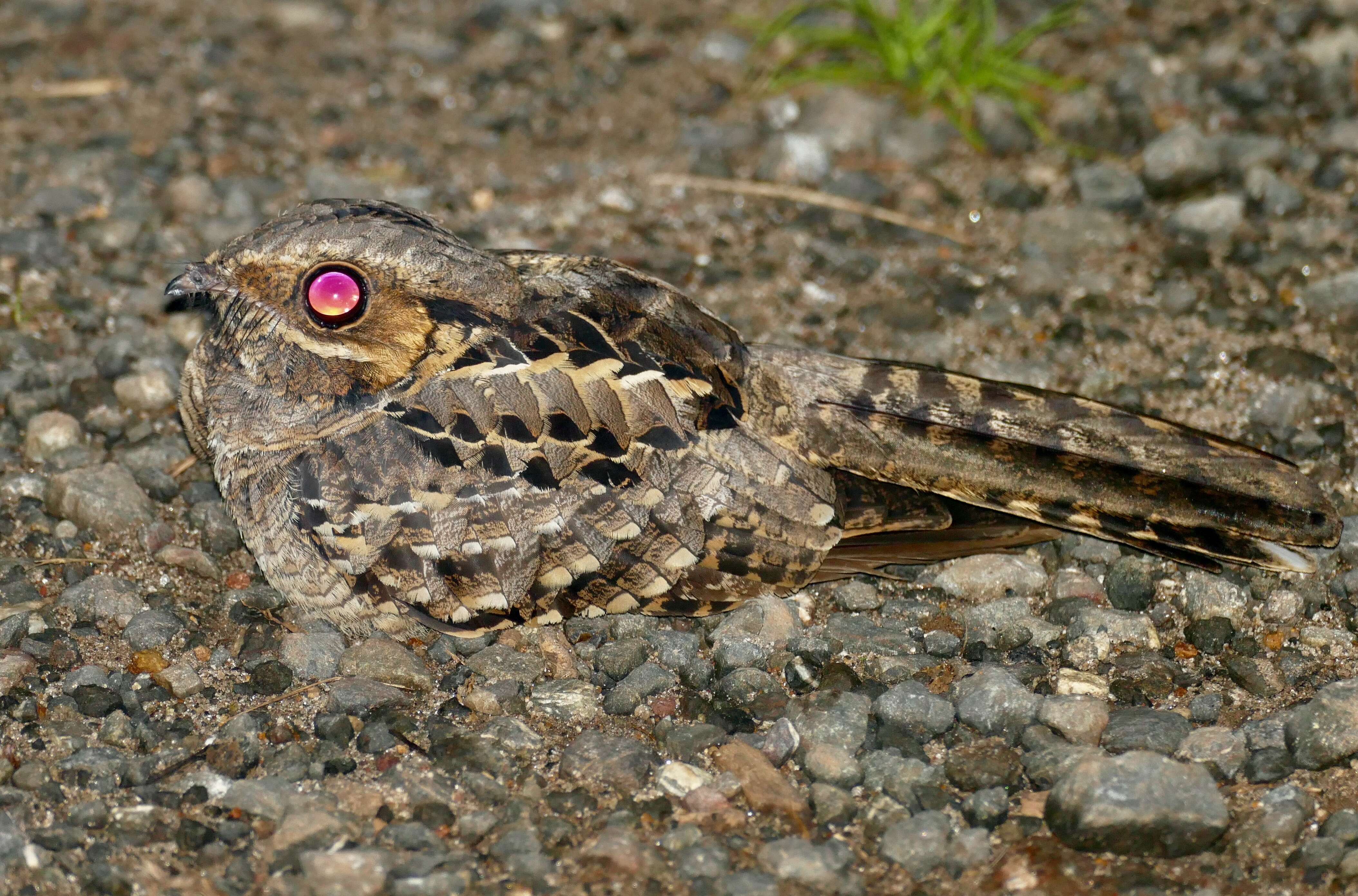 Image of Nyctidromus Gould 1838