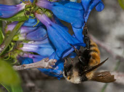 Слика од Bombus appositus Cresson 1879