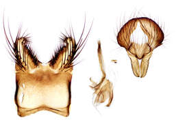 Image of root-maggot flies